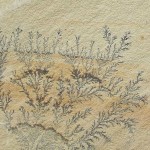 SL35 FOSSIL SLATE 12X12