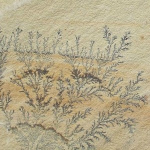 Fossil Gauged 12x12 Sandstone